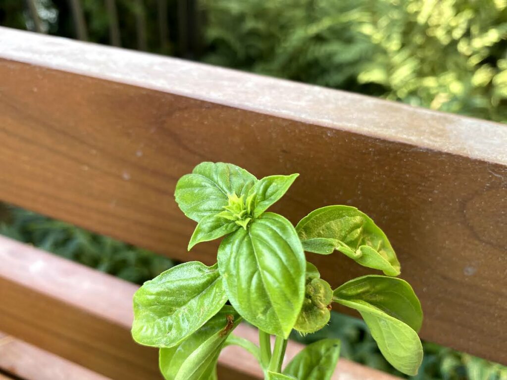 A beginning flower bud on a basil plant