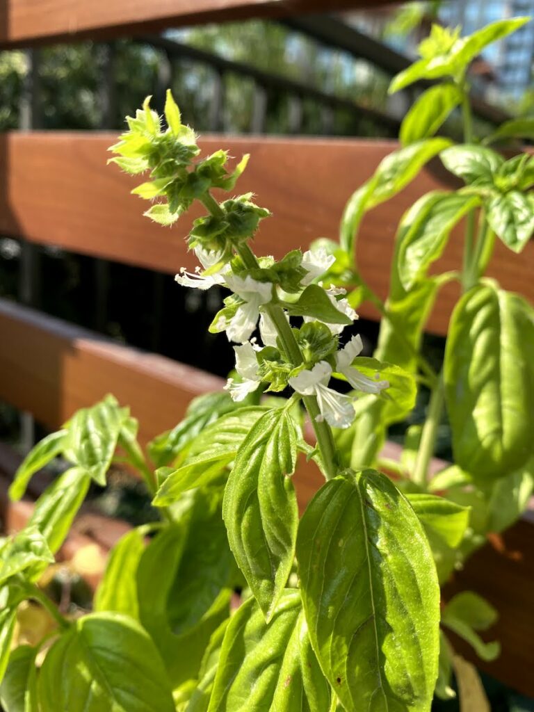 Why Basil Flowers How to Stop It 4 Ideas for Basil Flowers