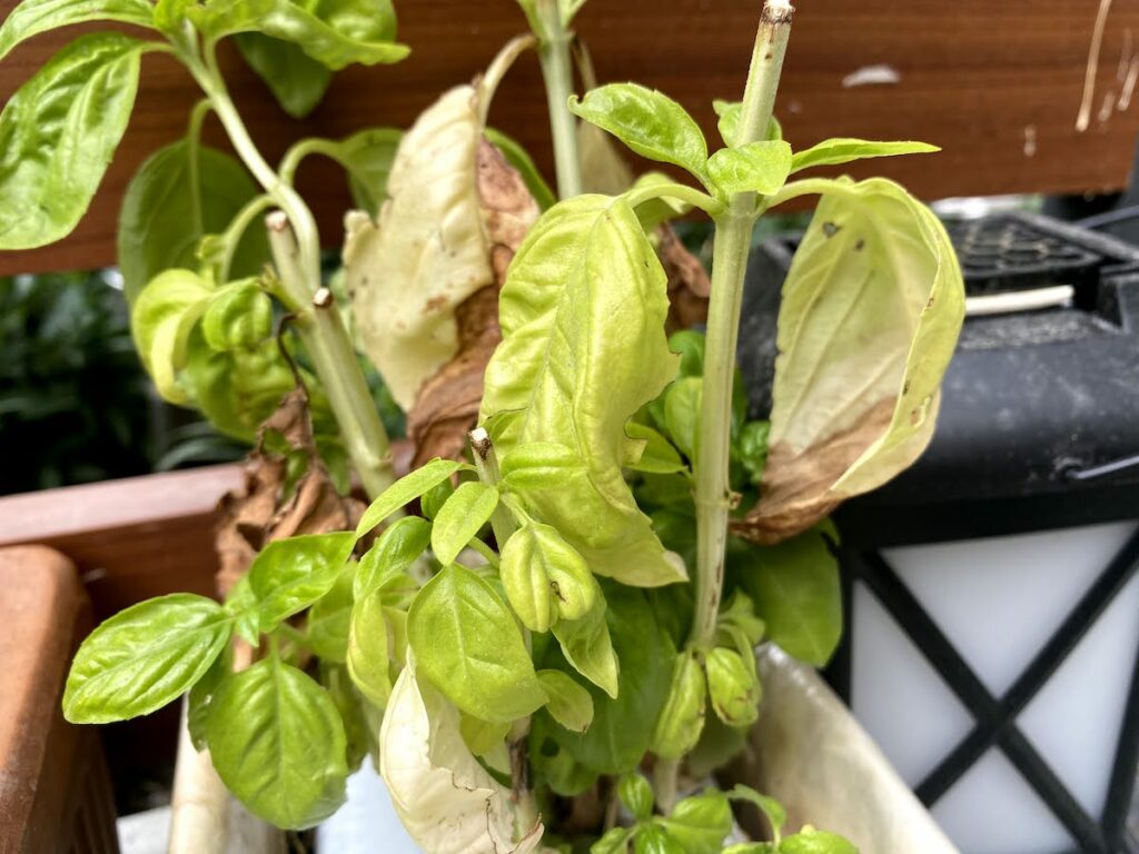 Basil Plant Wilting 5 Wilted Basil Causes Easy Fixes