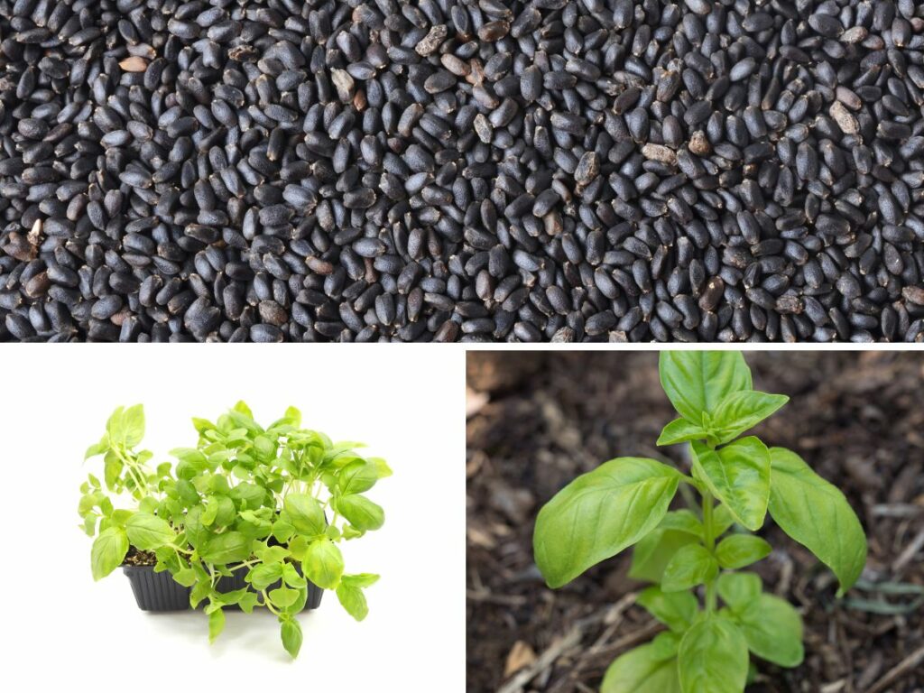 Collage of basil seeds up close and also two shots of different basil seedlings being grown from seed