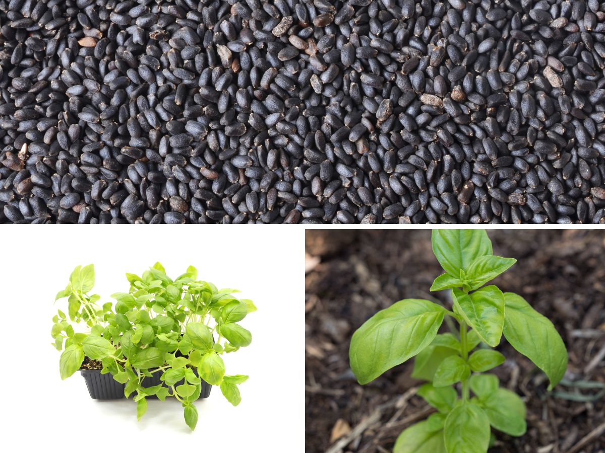 How to Grow Basil from Seed 7 Easy Steps to Growing Basil from Seed