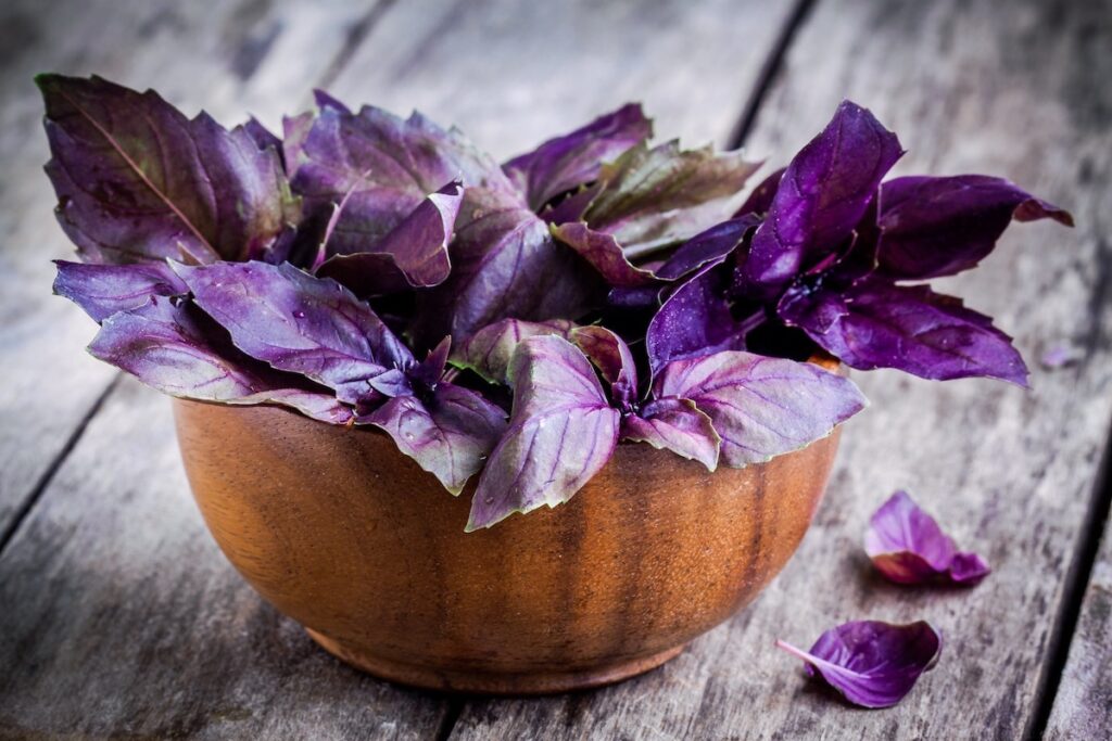 Bunch of purple basil leaves in a bowl in an article about how to grow basil from seed