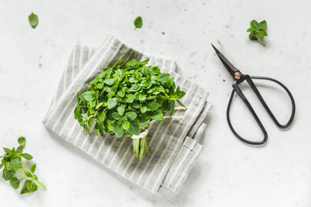 Bunch of fresh Greek Basil on a white kitchen table with pruning scissors.