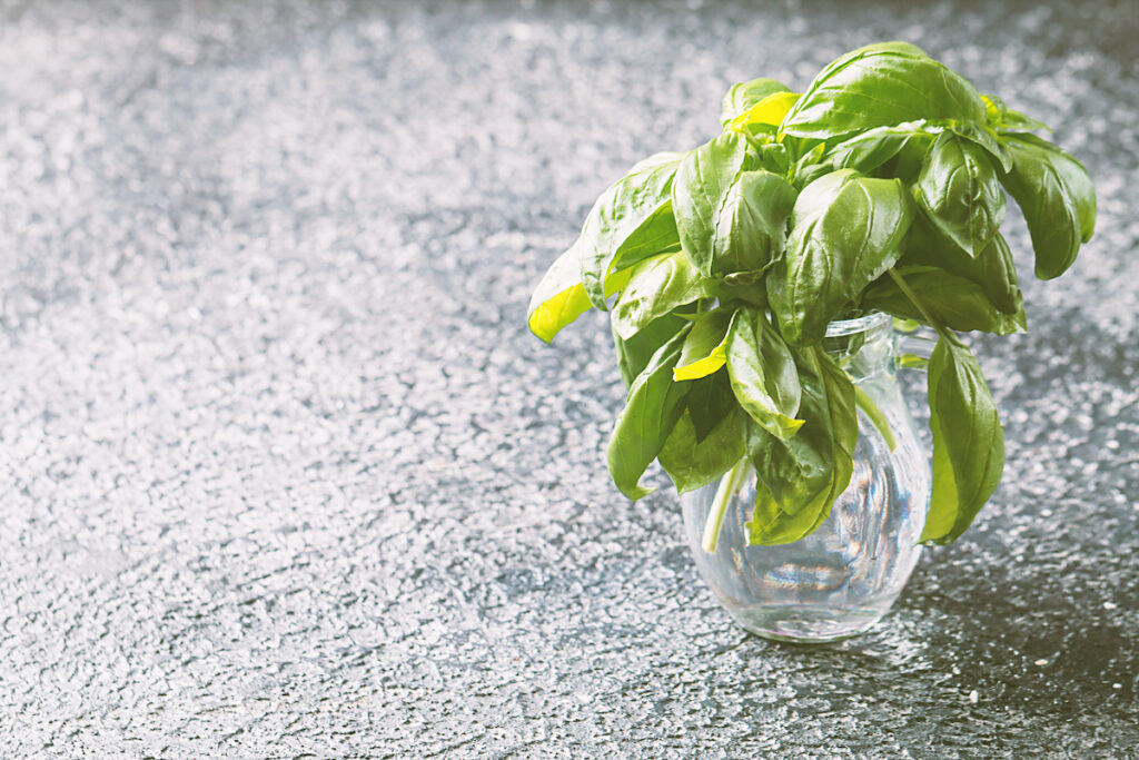 Stems of fresh basil after pruning in a glass of water. Pruning basil encourages more basil to grow, and pruned stems can be used to grow new plants