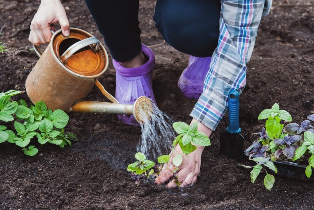 hands of a gardener watering new basil plants just planted in the soil