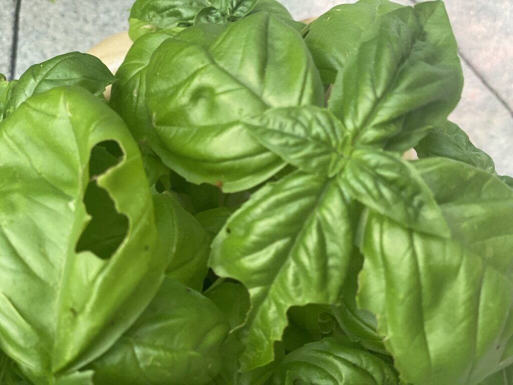 holes in basil leaf on a plant