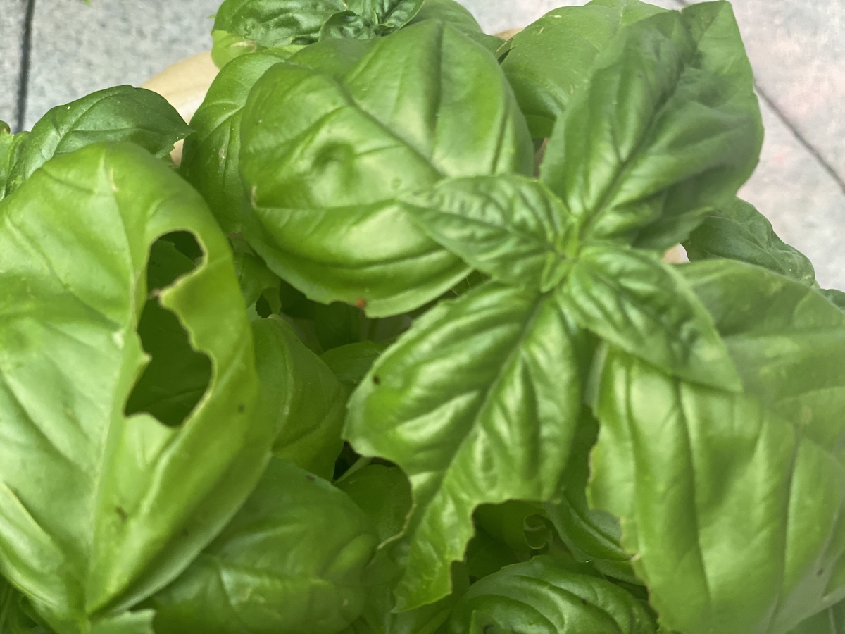 Holes in Basil Leaves I What is Eating My Basil?