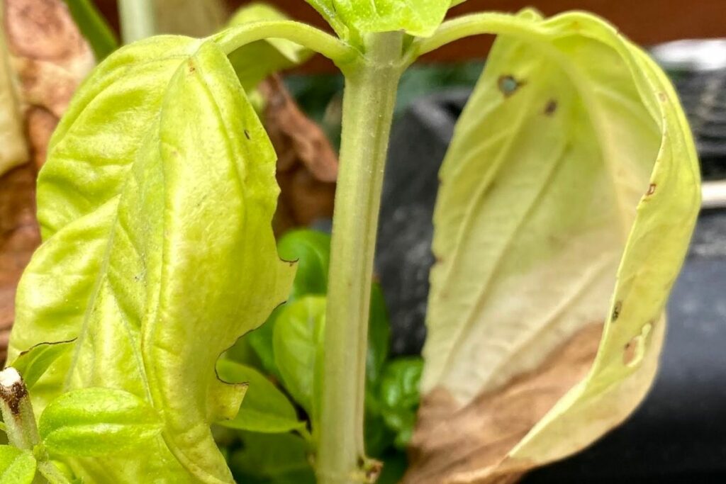 close up of holes in basil leaves caused by some sort of pest or insect eating the basil leaves. 