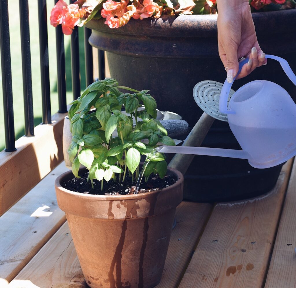 A woman's hand holds a watering can as she waters basil planted in a pot. The image is part of a guide about how often to water basil.