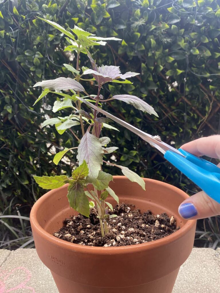 A woman's hands hold scissors and prune a Persian basil plant
