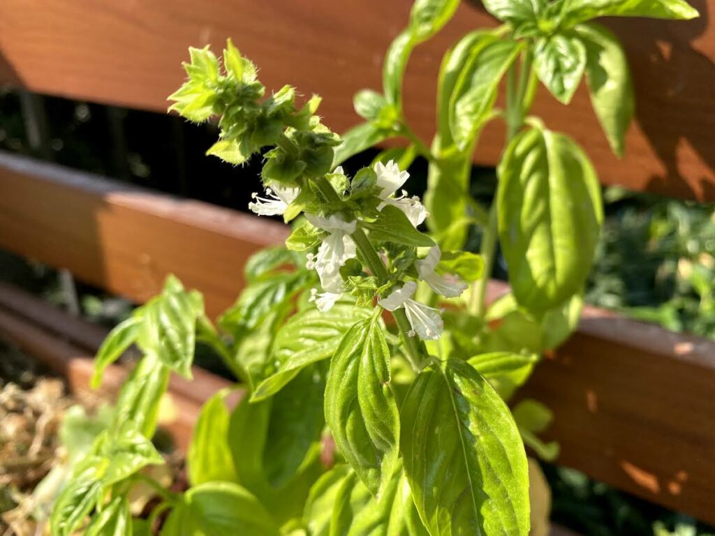 Why Basil Flowers How to Stop It 4 Ideas for Basil Flowers