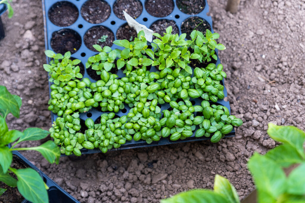 Young basil seedlings growing out of the soil of a seed  starting tray