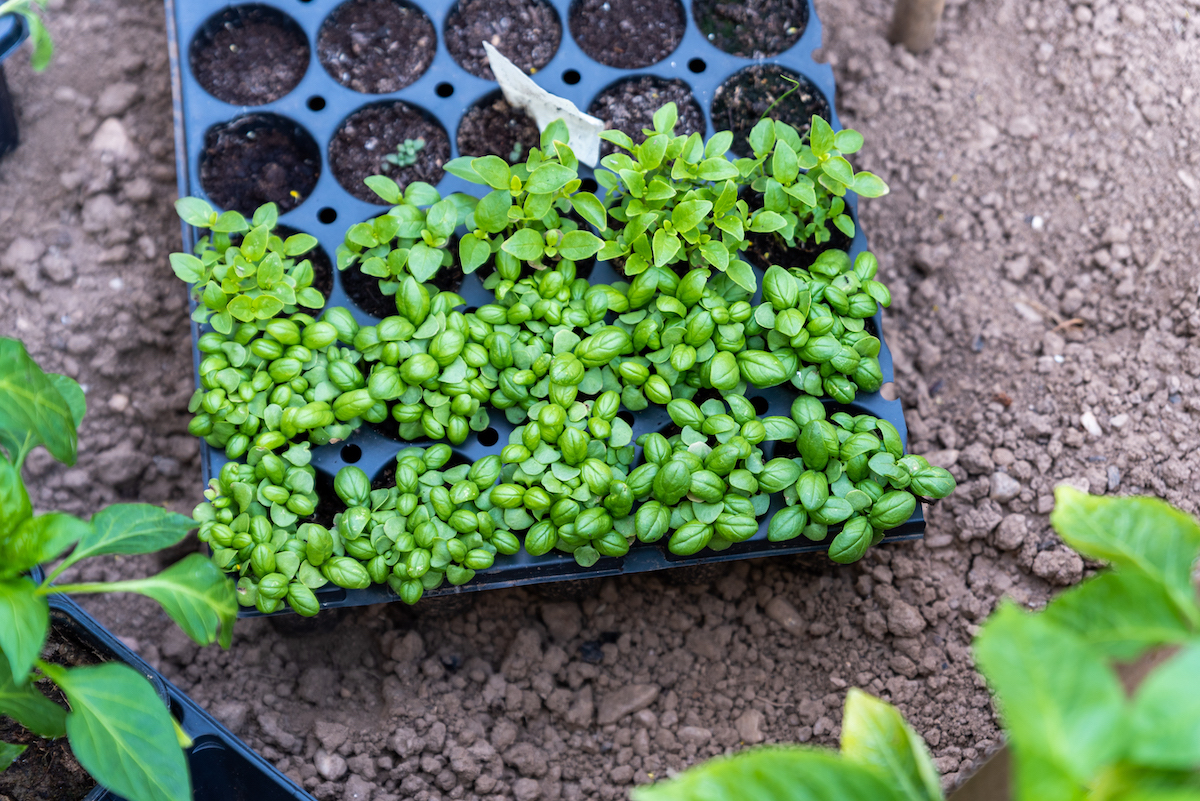 Young basil seedlings growing out of the soil of a seed starting tray