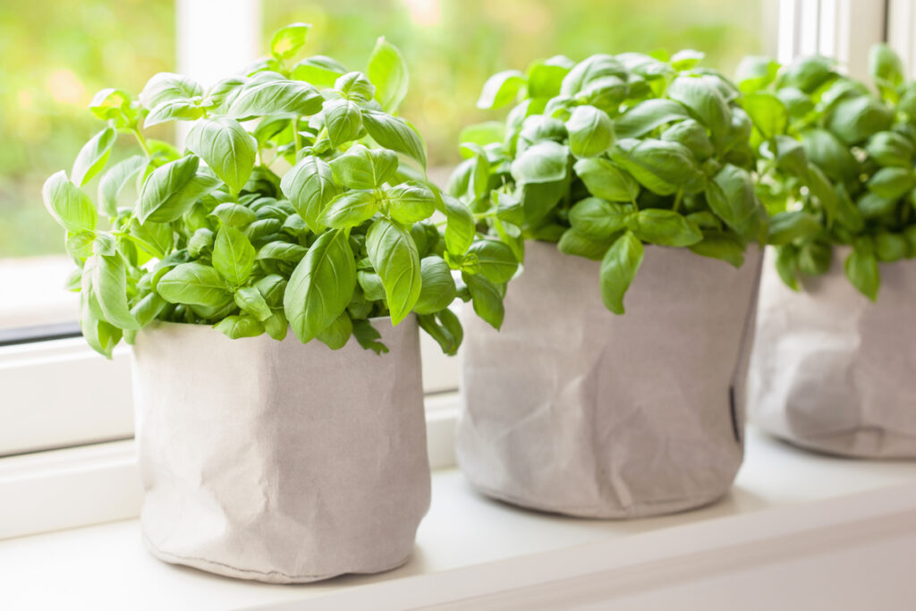 fresh basil plants in paper bag pots on a windowsill. If you are going to propagate basil from cuttings, you need to start with a healthy basil plant. This image accompanies an article about how to propagate basil from cuttings