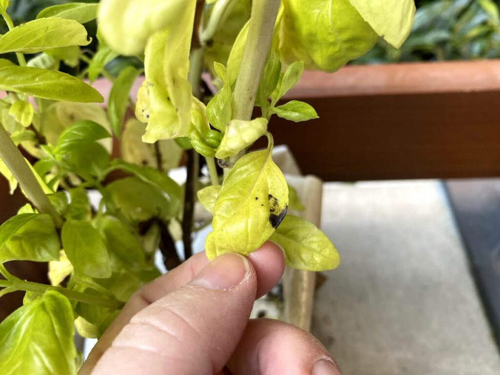 a hand holds a leaf to show black spots on basil