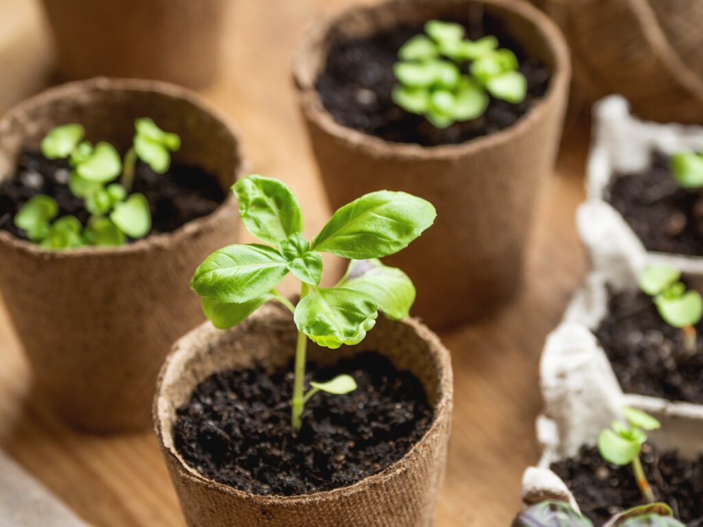 Basil seedlings in biodegradable pots on wooden table.