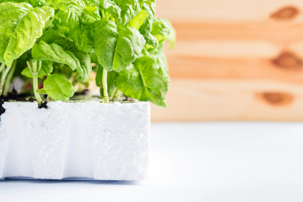 Italian mammoth basil seedlings grown indoors in a container