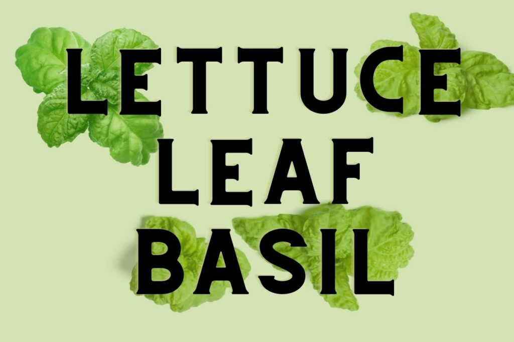 The words Lettuce Leaf Basil are overlaid on a transparent green background, behind which you can see different lettuce leaf basil leaves