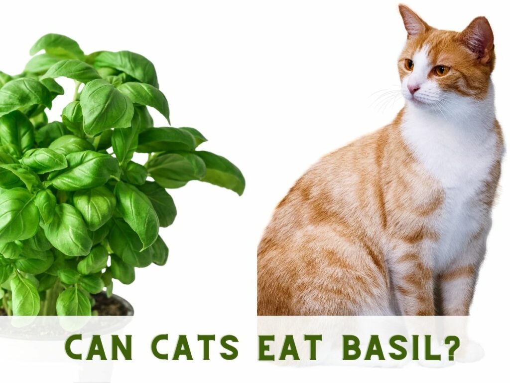 A collage of a basil plant and a cat with the text overlaid that says can cats eat basil