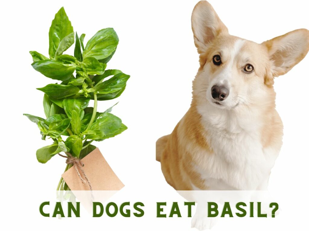 Collage with a basil plant on one side and a dog on the other with text superimposed over top that says Can Dogs Eat Basil?