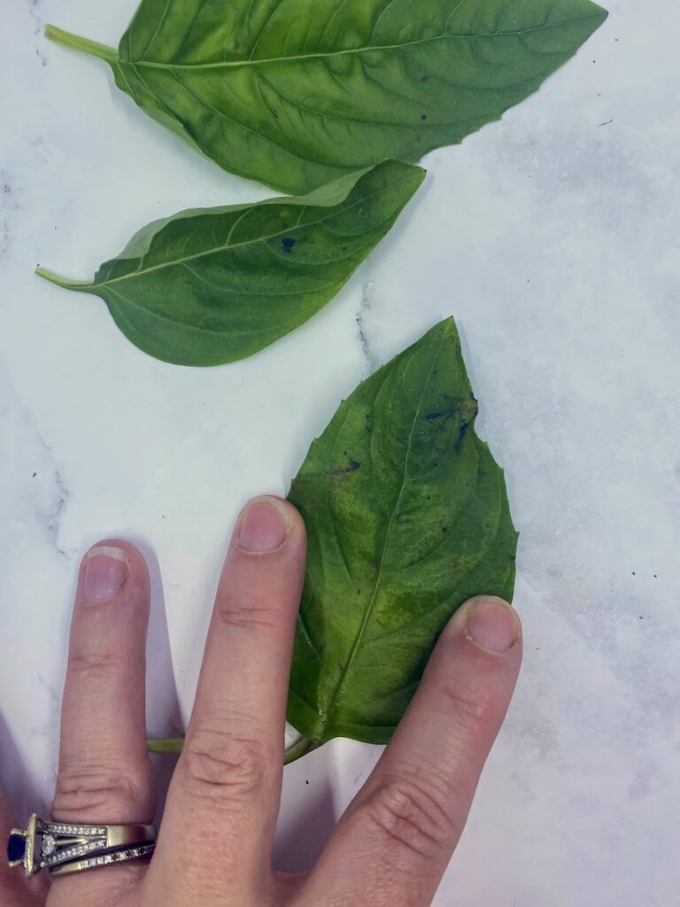 a woman's hand holds down a basil leaf that is turning black on a white marble counter