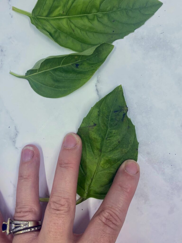 Basil Leaves Turning Black 4 Common Causes What to Do