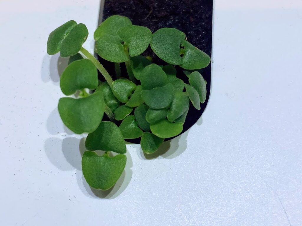 cinnamon basil sprouts 5 days after planting. This plant is too young to harvest, and harvesting basil should only be done on mature plants