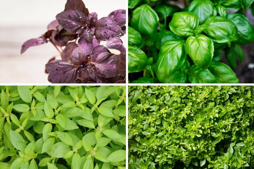 a collage showing different varieties of basil