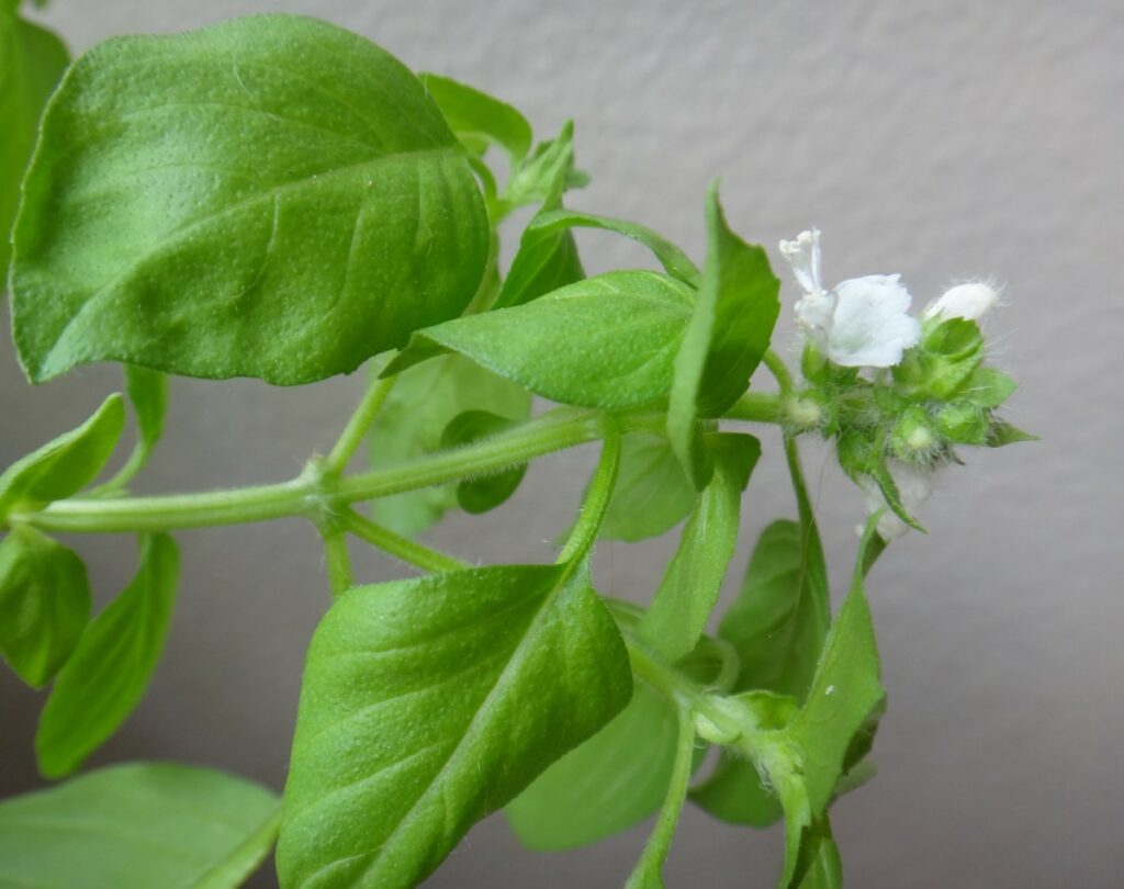 lemon basil leaves and flower ocimum basilicum var citriodorum