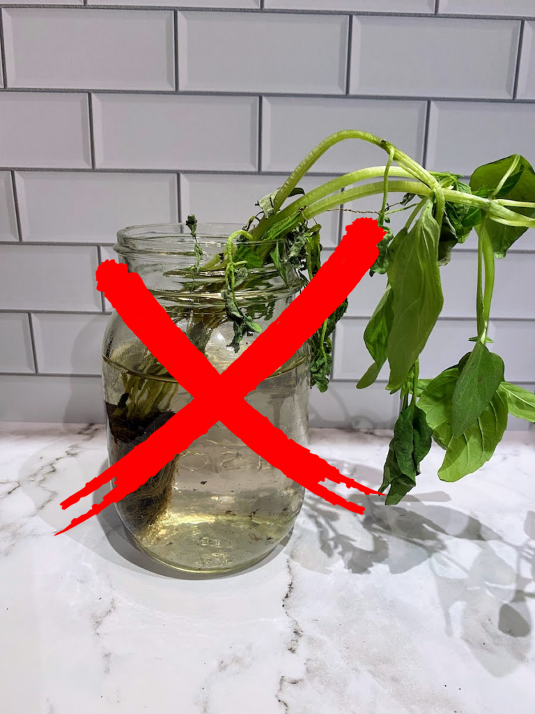a wilting thai basil plant used as a cutting to propagate more basil, with a red X over it. You must start with a healthy plant, not a wilting or diseased plant