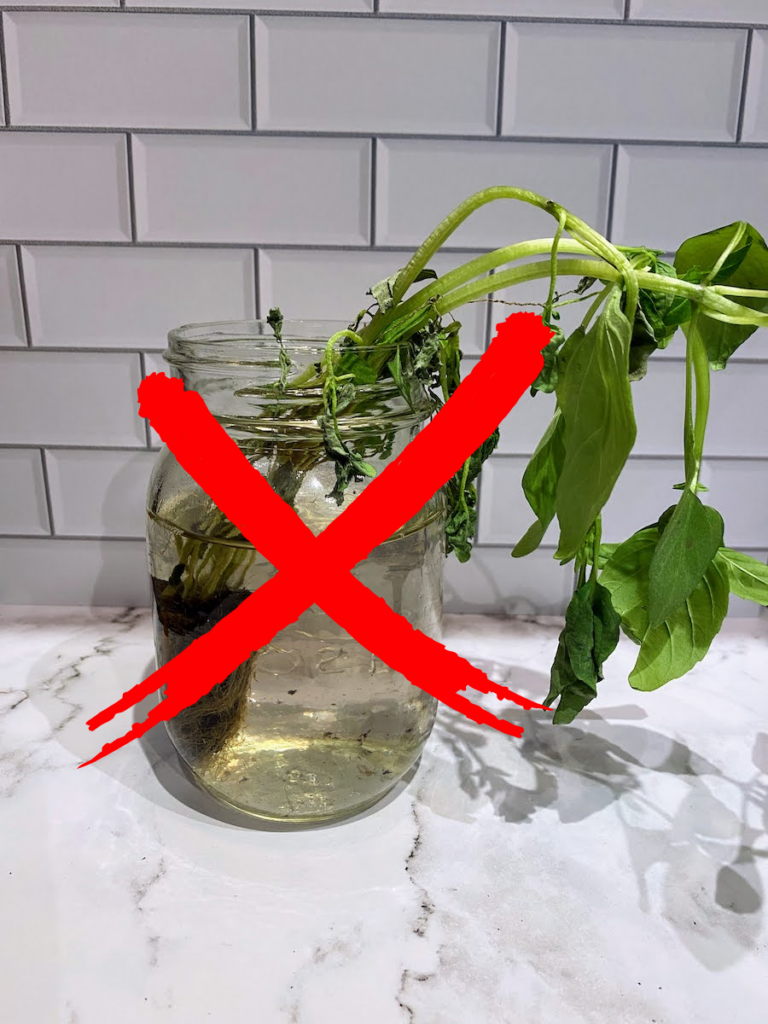 How to Propagate Basil from Cuttings in 7 Easy Steps