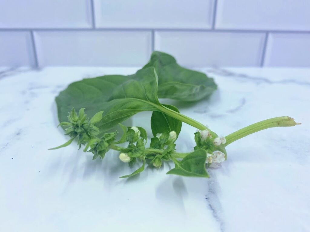 flower buds on a basil cutting