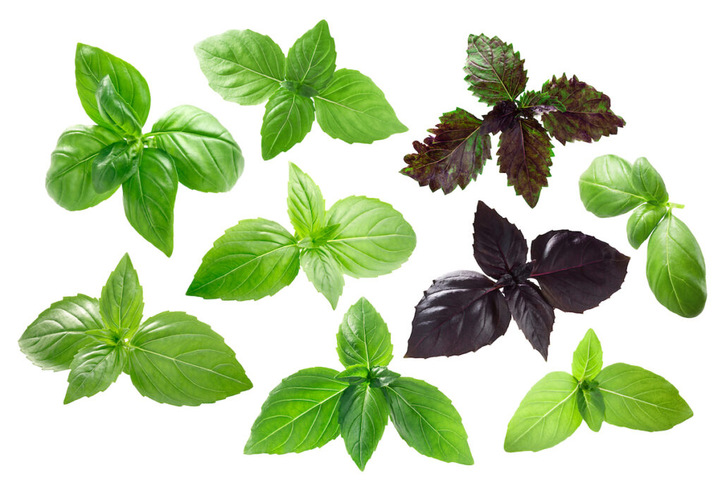 Different varietals of basil leaves on an isolated white background