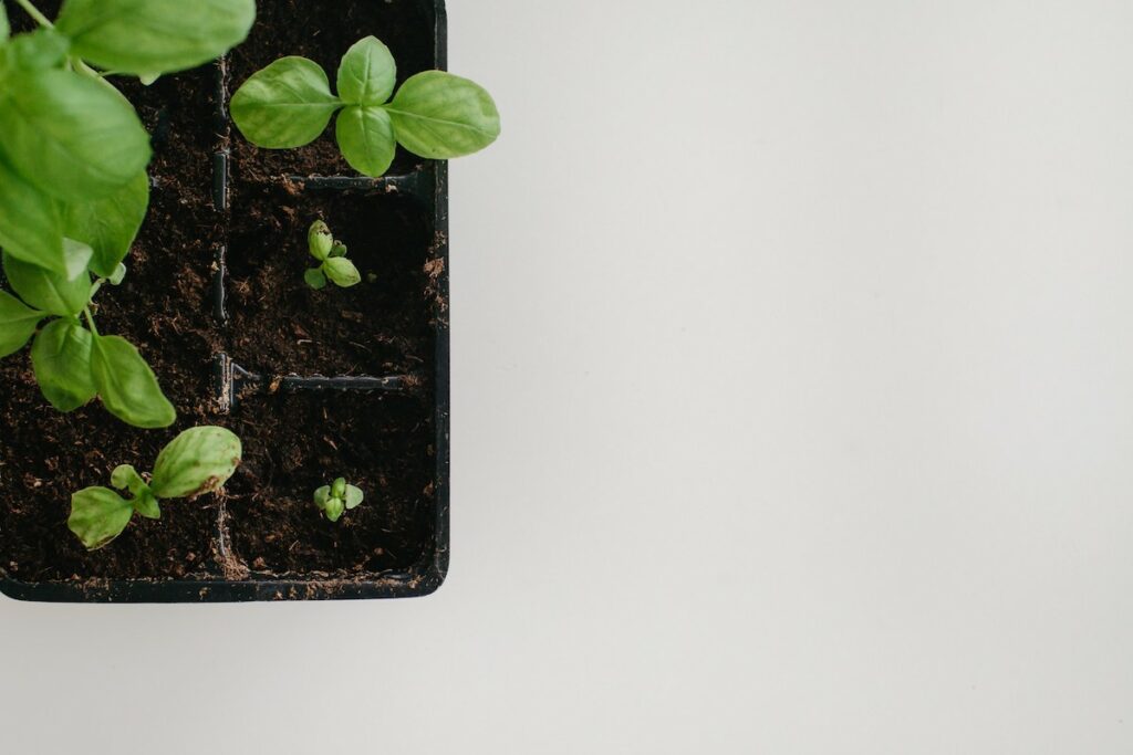 birdseye view of basil seedlings in a container
