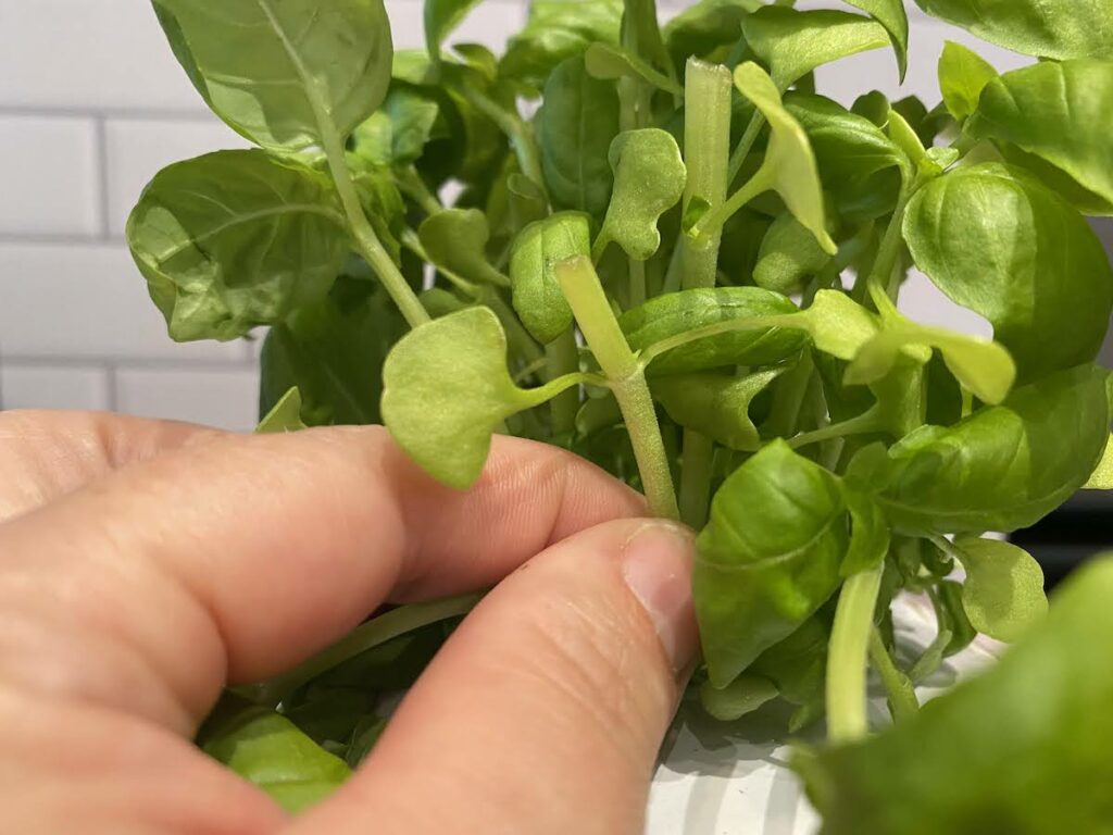 A woman's hand holds a tender young basil stem after the plant has been harvested and pruned