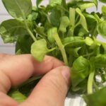 A woman's hand holds the stem of a basil plant after basil has been harvested and pruned