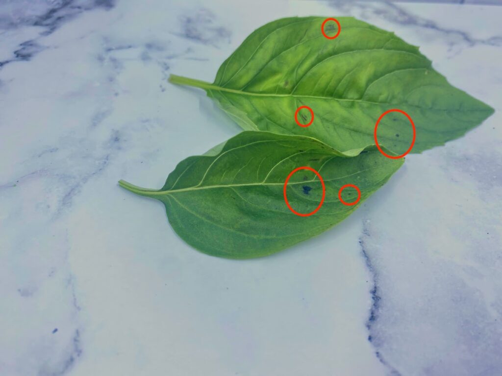 two large leaf basil leaves with black spots and red circles indicating where the basil leaves are turning black