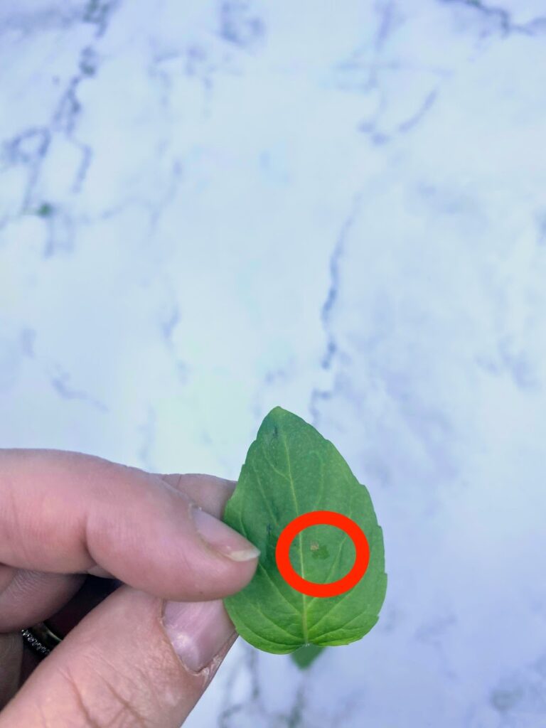 A woman's hand holds a thai basil leaf with a brown spot on it