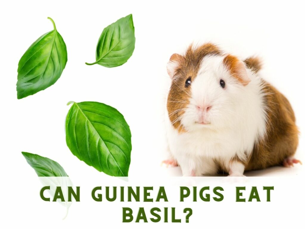 Basil leaves falling and a cute guinea pig against an isolated background with the text that says Can Guinea Pigs Eat Basil?