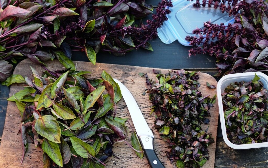 preparing purple and green basil leaves to freeze