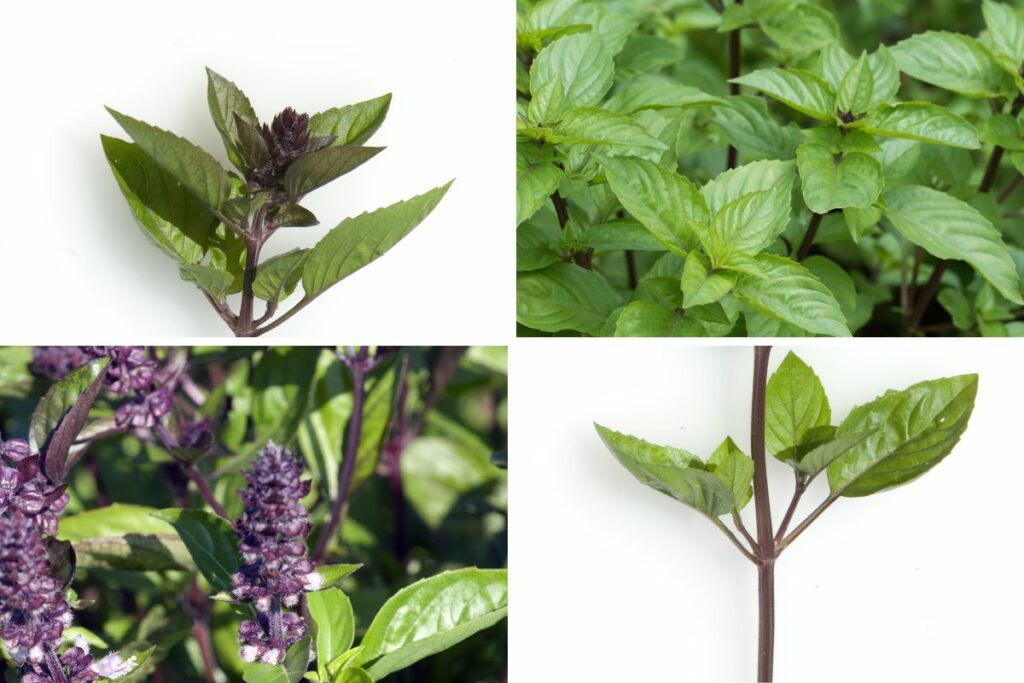 Collage showing 4 different photos of cinnamon basil plant including leaves, stem and cinnamon basil flower blossoms