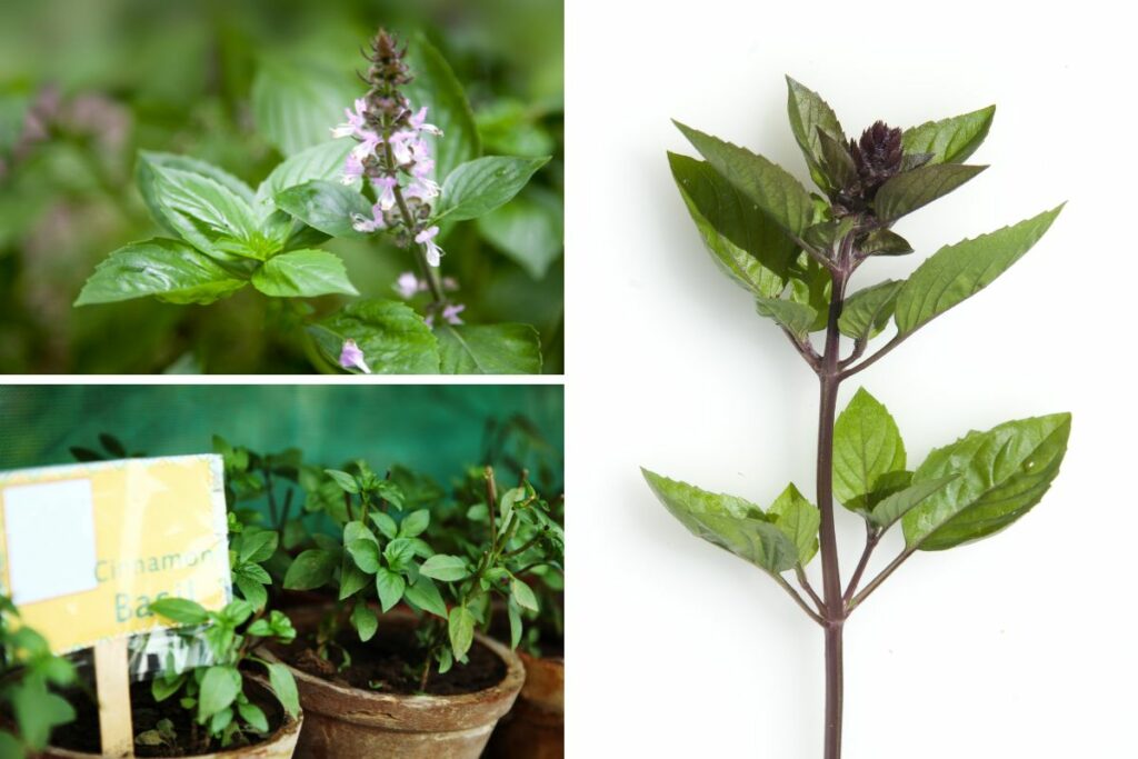 Cinnamon Basil Growing Cooking Guide Get Started in 2024