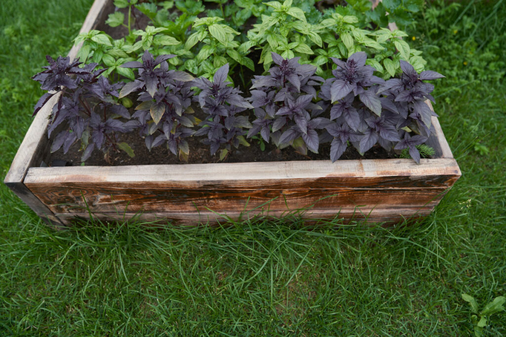 Purple basil plants in a planter with green basil plants