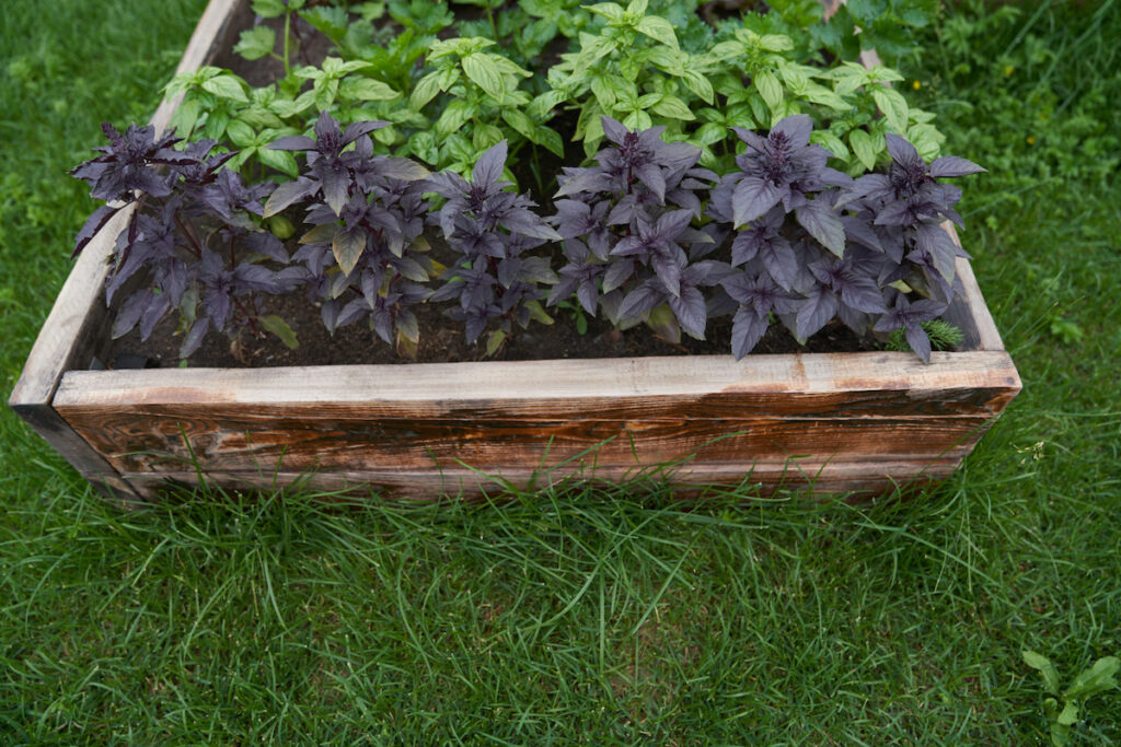 Ultimate Guide to Purple Basil Growing and Using It