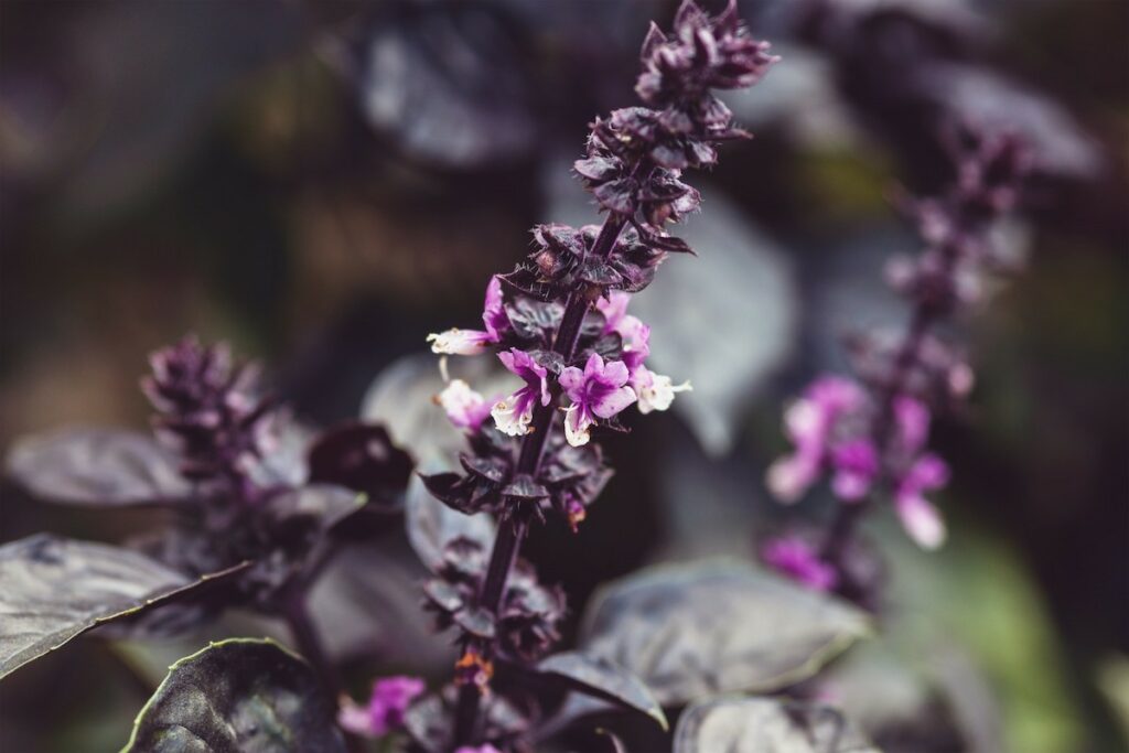 flowering dark opal basil plant