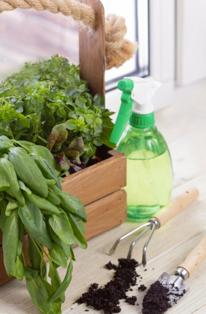 Basil growing indoors in an old wine box