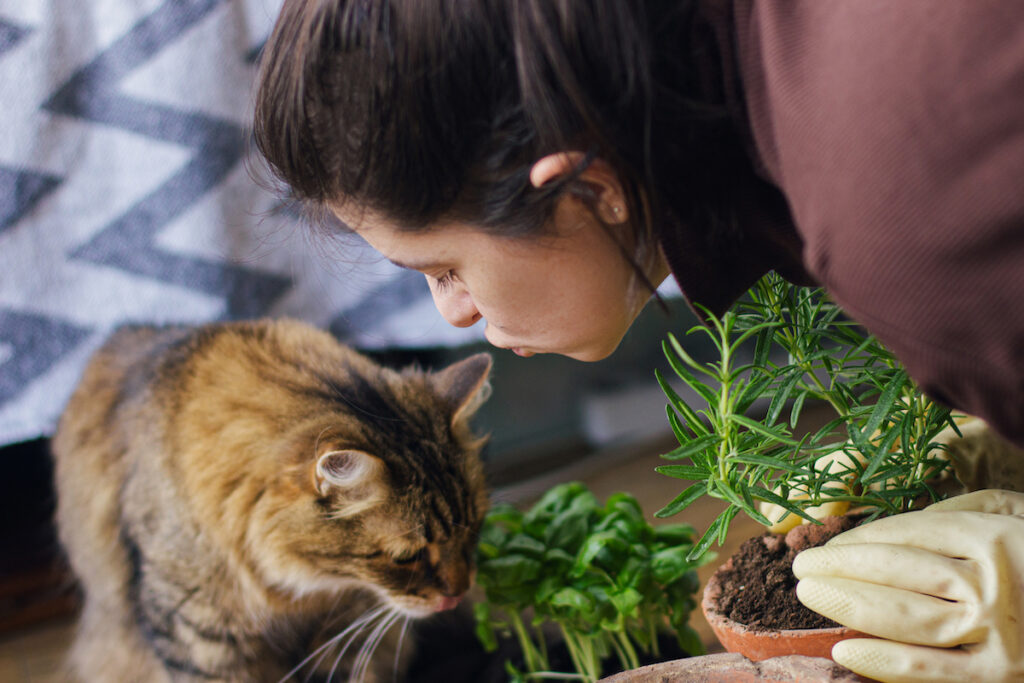 woman gives kiss to tabby cat smelling basil plant
