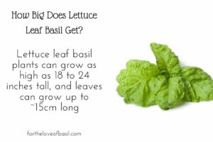 Collage with image of lettuce leaf basil leaf on the right and text on the left. The text says "How Big Does Lettuce Leaf Basil Get? Lettuce leaf basil plants can grow as high as 18 to 24 inches tall, and leaves can grow up to ~15cm long." This answer applies to lettuce leaf basil varieties including mammoth basil