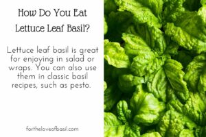 Lettuce Leaf Basil Guide Grow Care Harvest at Home