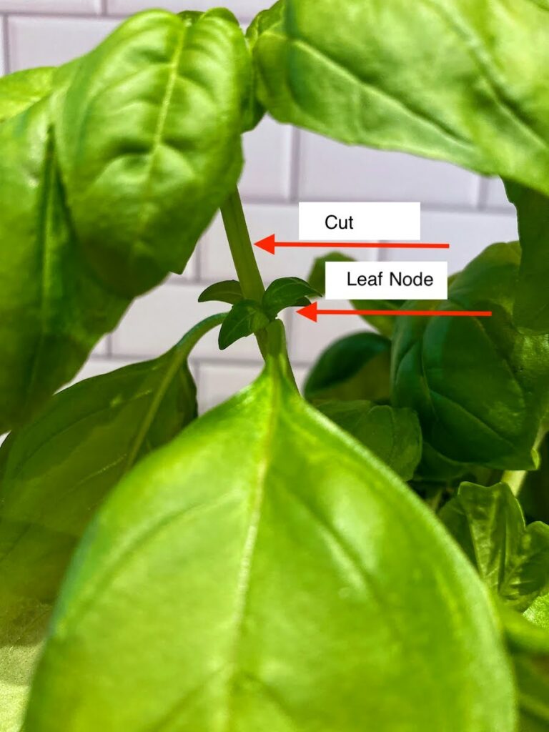 Close up of a basil plant with instructions about how to harvest basil. Superimposed text and arrows on the image show to cut the stem of the basil plant approx 1/4" above the lower leaf node